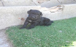 Perro de Agua Español perros en venta: PERROS DE AGUA - Imagen 6