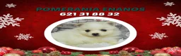 Pomerania perros en venta: IMPRESIONANTES POMERANIA MACHOS Y HEMBRAS - Anuncio 7