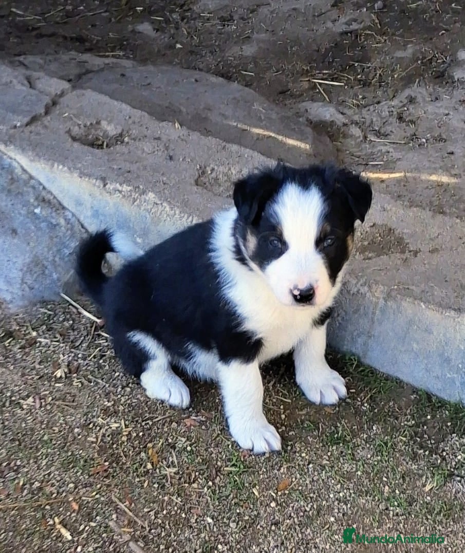 Border Collie perros Boder collie - Anuncio 7