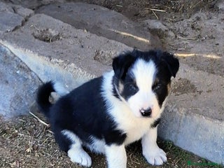 Border Collie perros Boder collie - Anuncio 1
