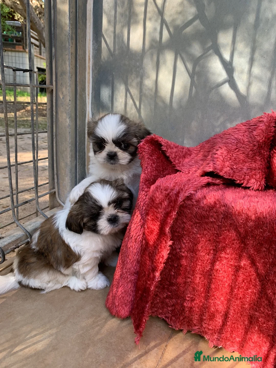 Shih Tzu perros en venta: Excelentes cachorros Shihtzu - Anuncio 1