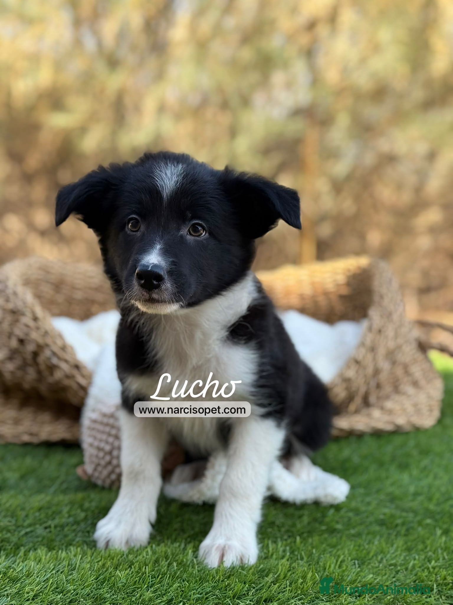 Border Collie perros BORDER COLLIE MACHO - Anuncio 1