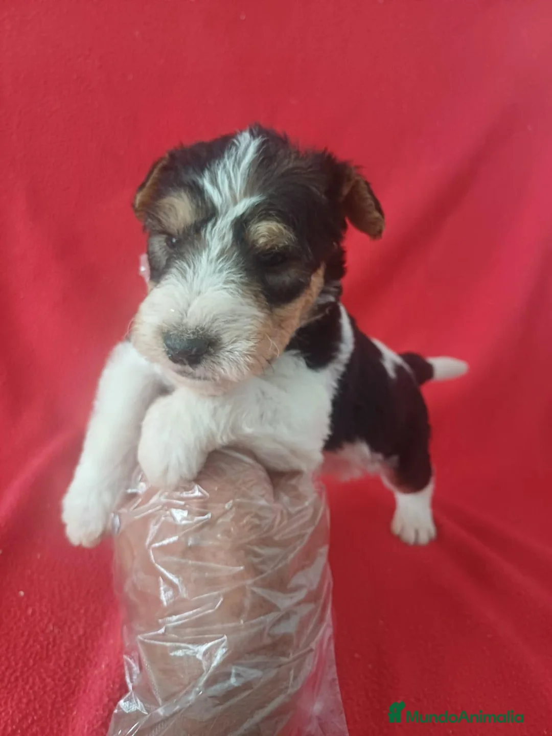 Fox Terrier de Pelo Duro perros en venta: Foxterrier Pelo Duro  - Anuncio 1