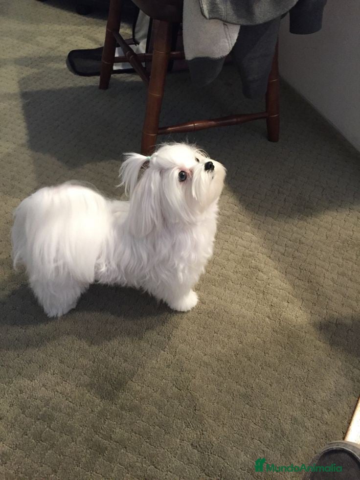 Maltipoo perros Maltipoo hembras apricot preciosa super Toy  - Anuncio 2