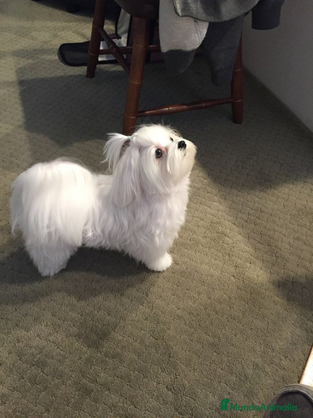 Maltipoo perros en venta: Maltipoo hembras apricot preciosa super Toy  - Anuncio 1