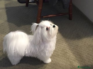 Maltipoo perros Maltipoo hembras apricot preciosa super Toy - Anuncio 1