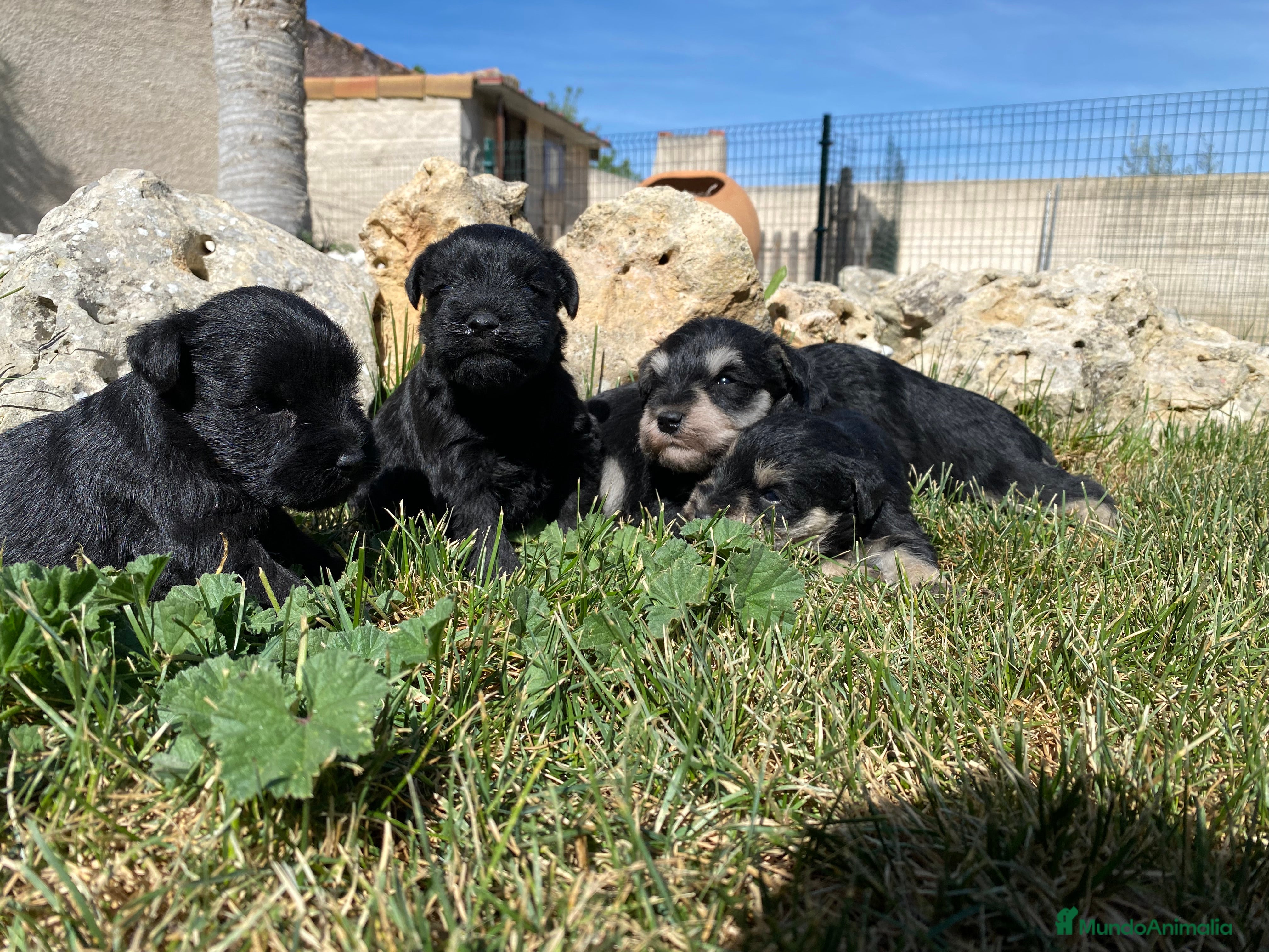 Schnauzer Miniatura perros Cachorros de Schnauzer miniatura - Anuncio 2
