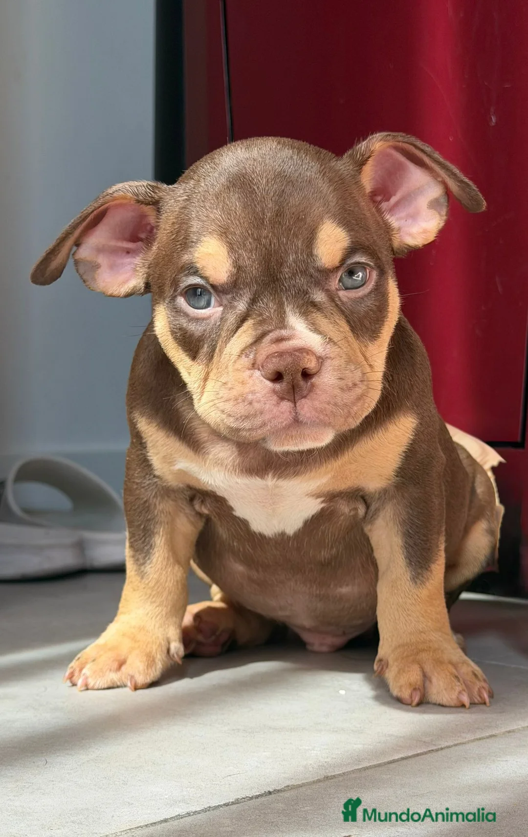 American Bully perros en venta: American bully POCKET  - Anuncio 2
