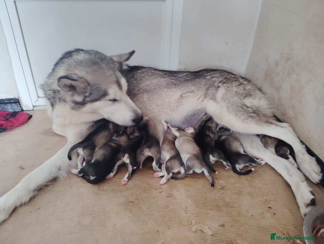 Alaskan Malamute perros en venta: CACHORROS ALASKAN MALAMUTE - Anuncio 1