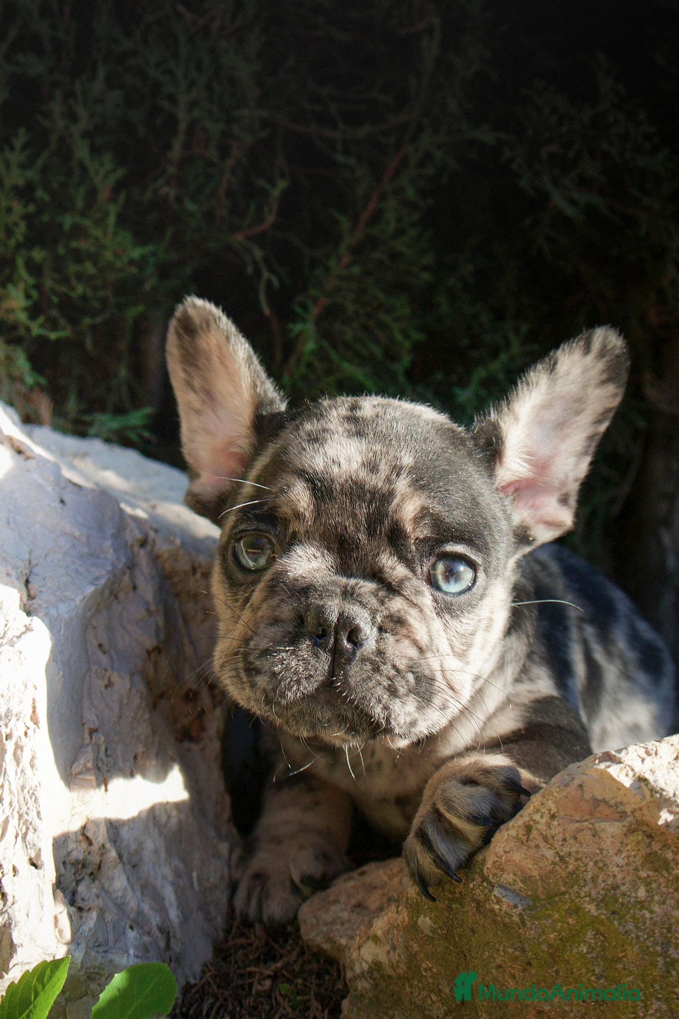 Bulldog Francés perros BULLDOG FRANCÉS MERLE LILAC - Anuncio 1