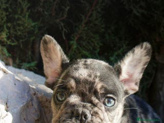 Bulldog Francés perros BULLDOG FRANCÉS MERLE LILAC - Anuncio 21