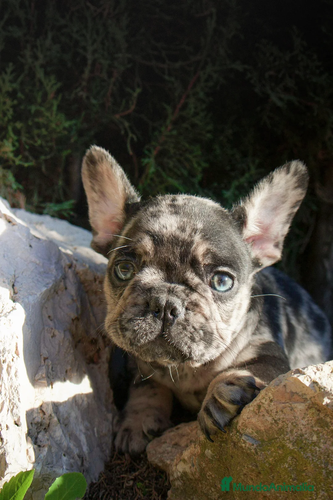 Bulldog Francés perros en venta: BULLDOG FRANCÉS MERLE LILAC - Anuncio 1