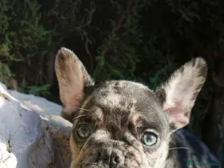 Bulldog Francés perros BULLDOG FRANCÉS MERLE LILAC - Anuncio 4