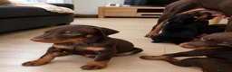 Dobermann perros en venta: Cachorros doberman chocolate - Anuncio 2