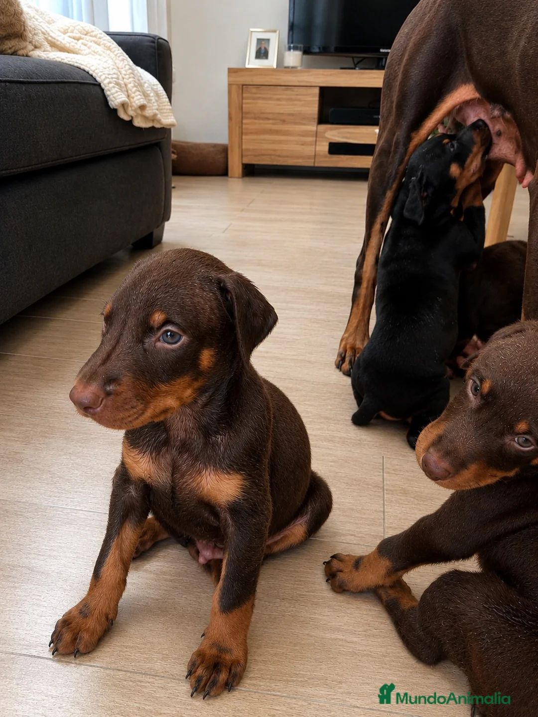 Dobermann perros en venta: Cachorros doberman chocolate - Anuncio 2