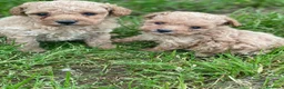 Caniche Toy perros en venta: Caniche crema - Anuncio 1