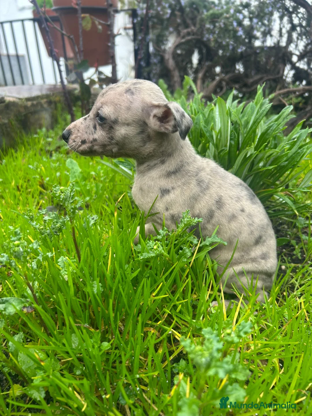 Pequeño Lebrel Italiano perros en venta: Lebrel italiano  - Anuncio 2