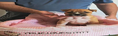 American Staffordshire-Terrier 2