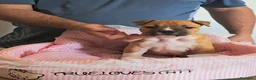 American Staffordshire-Terrier perros en venta: American staffordshire Terrier  - Anuncio 4