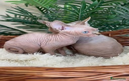 Sphynx gatos en venta: Gatitas sphynx  - Anuncio 7