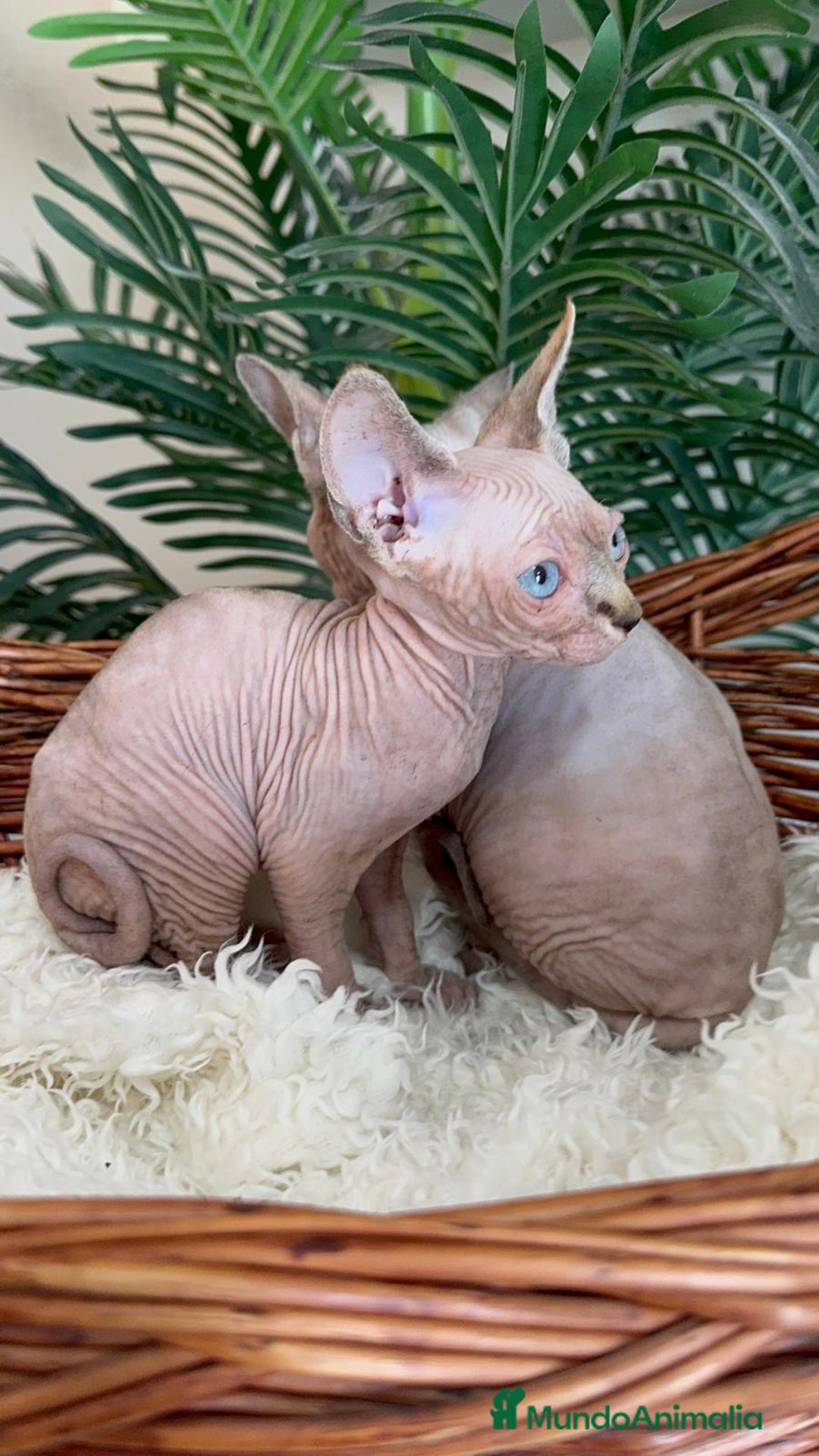 Sphynx gatos en venta: Gatitas sphynx  - Anuncio 7