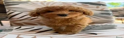 Caniche Toy perros en venta: Caniche Toy listos para entregar.  - Anuncio 3