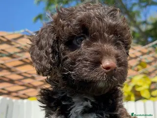 Perro de Agua Español perros PERRO DE AGUA HEMBRA - Anuncio 13