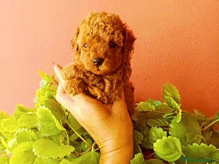 Caniche Toy perros - Anuncio 31