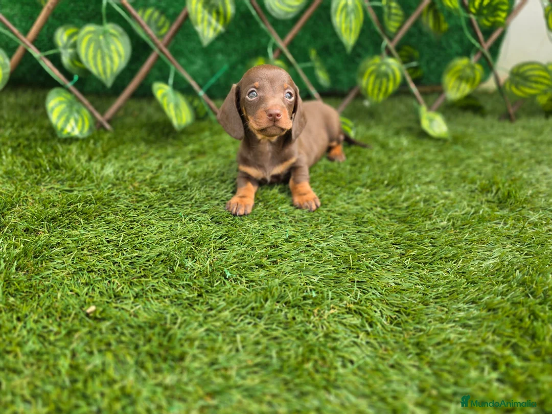 Teckel perros en venta: TECKEL KANNINCHEN CHOCOLATE - Anuncio 2