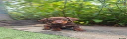 Teckel Miniatura perros en venta: TECKEL CHOCOLATE MINIATURA  - Anuncio 4