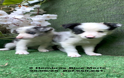 Border Collie perros en venta: BORDER COLLIE hembras Blue Merle - Imagen 8