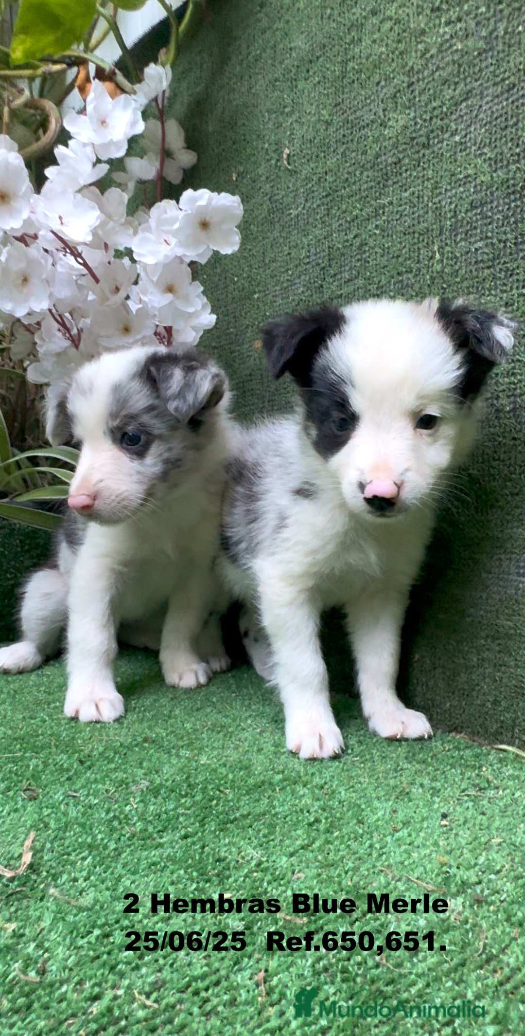 Border Collie perros en venta: BORDER COLLIE hembras Blue Merle - Imagen 8