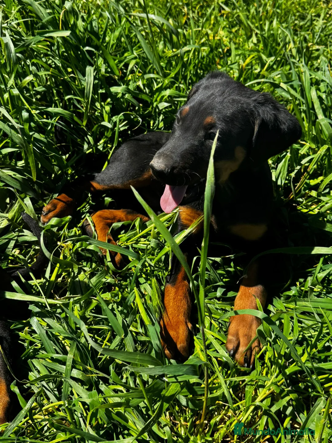 Dobermann perros en venta: Doberman línea europea  - Anuncio 2