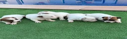 Jack Russell Terrier perros en venta: Jack russell terrier  - Anuncio 4