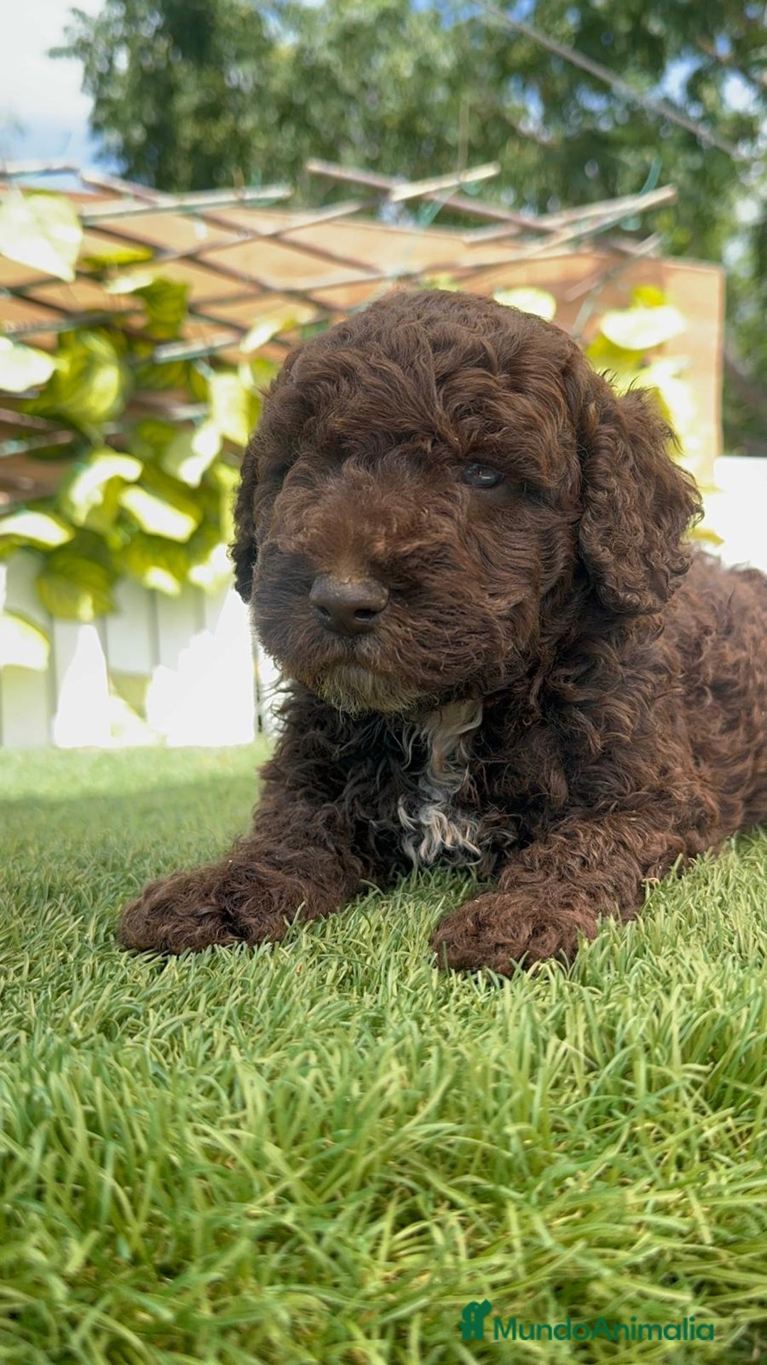 Perro de Agua Español perros en venta: PERRO DE AGUA ESPAÑOL - Imagen 27