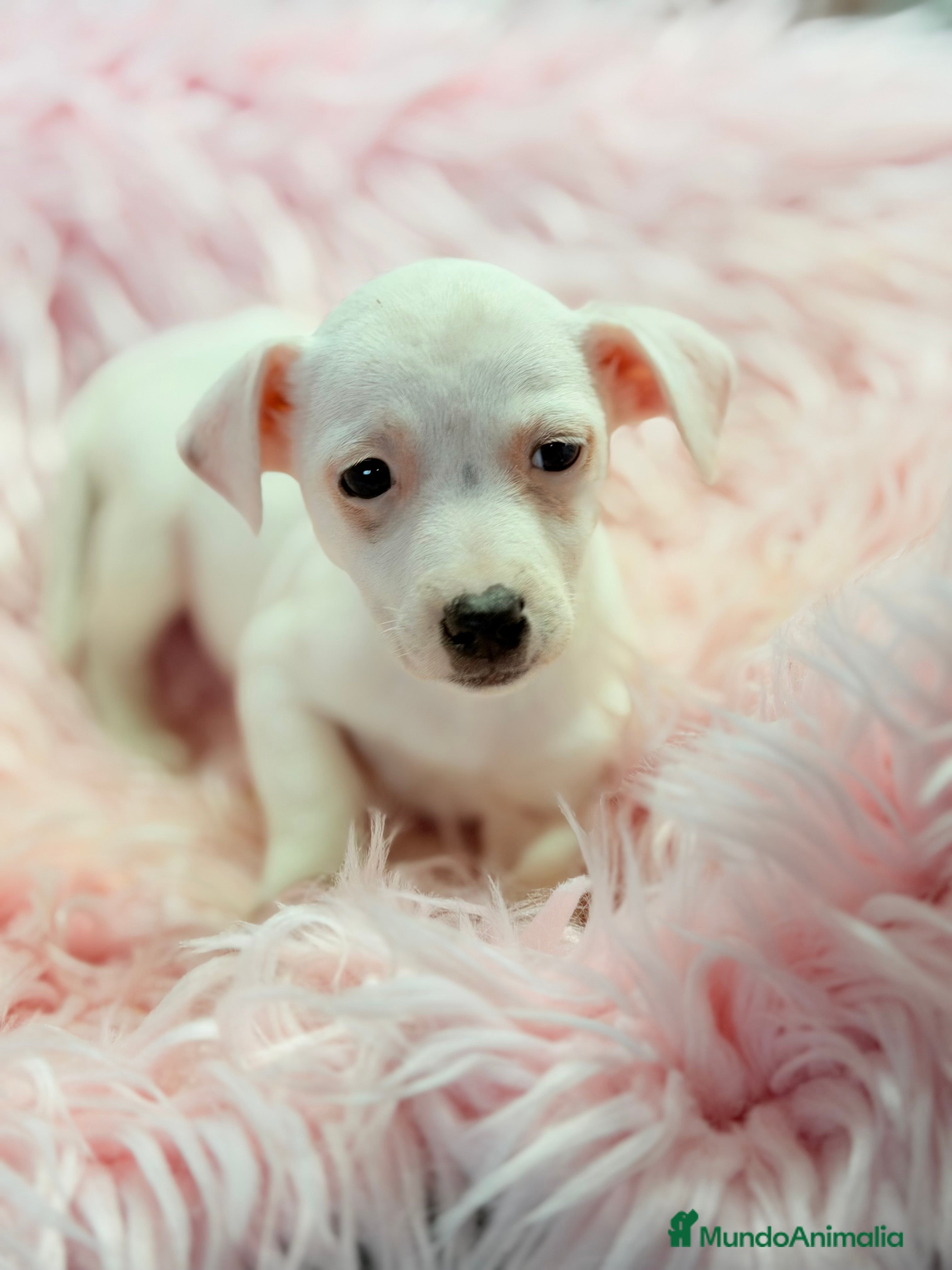 Jack Russell Terrier perros Jack Russell hembra  - Anuncio 2