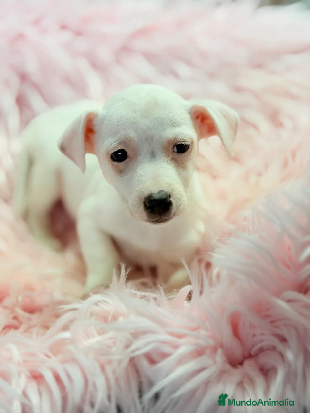 Jack Russell Terrier perros en venta: Jack Russell hembra  - Anuncio 2