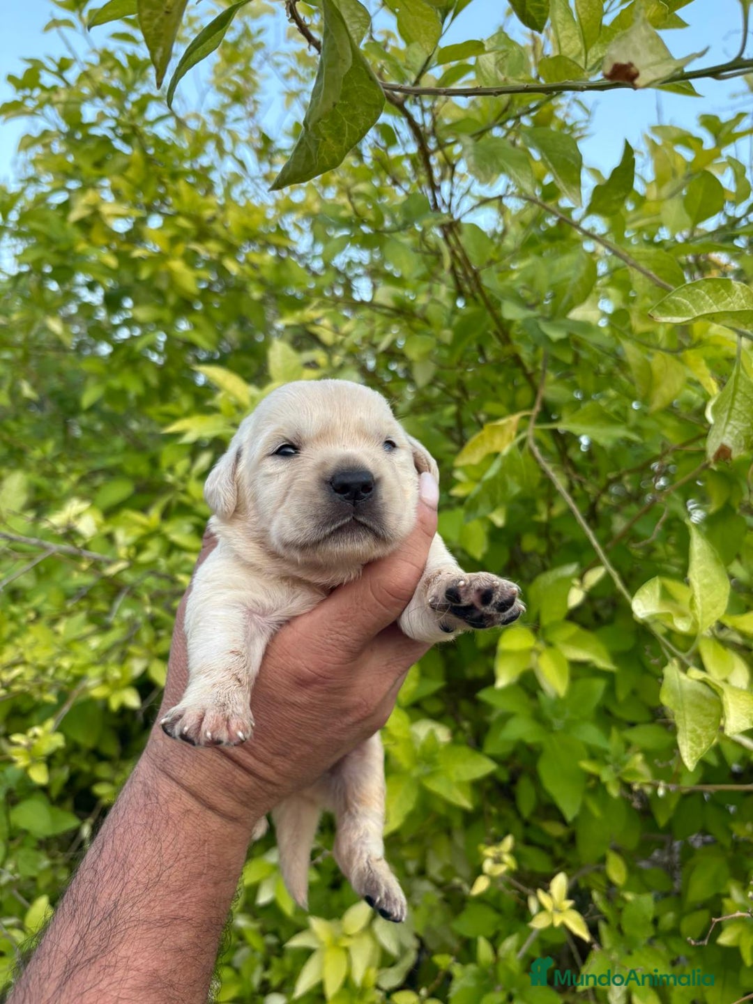 Labrador Retriever perros en venta: Labrador - Imagen 2