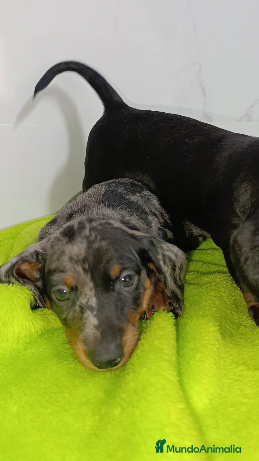 Teckel perros en venta: Impresionantes teckel kaninchen  - Imagen 7