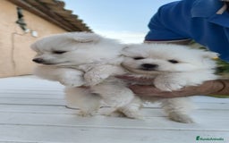 Pomerania perros en venta: Última pomerania !! - Imagen 2