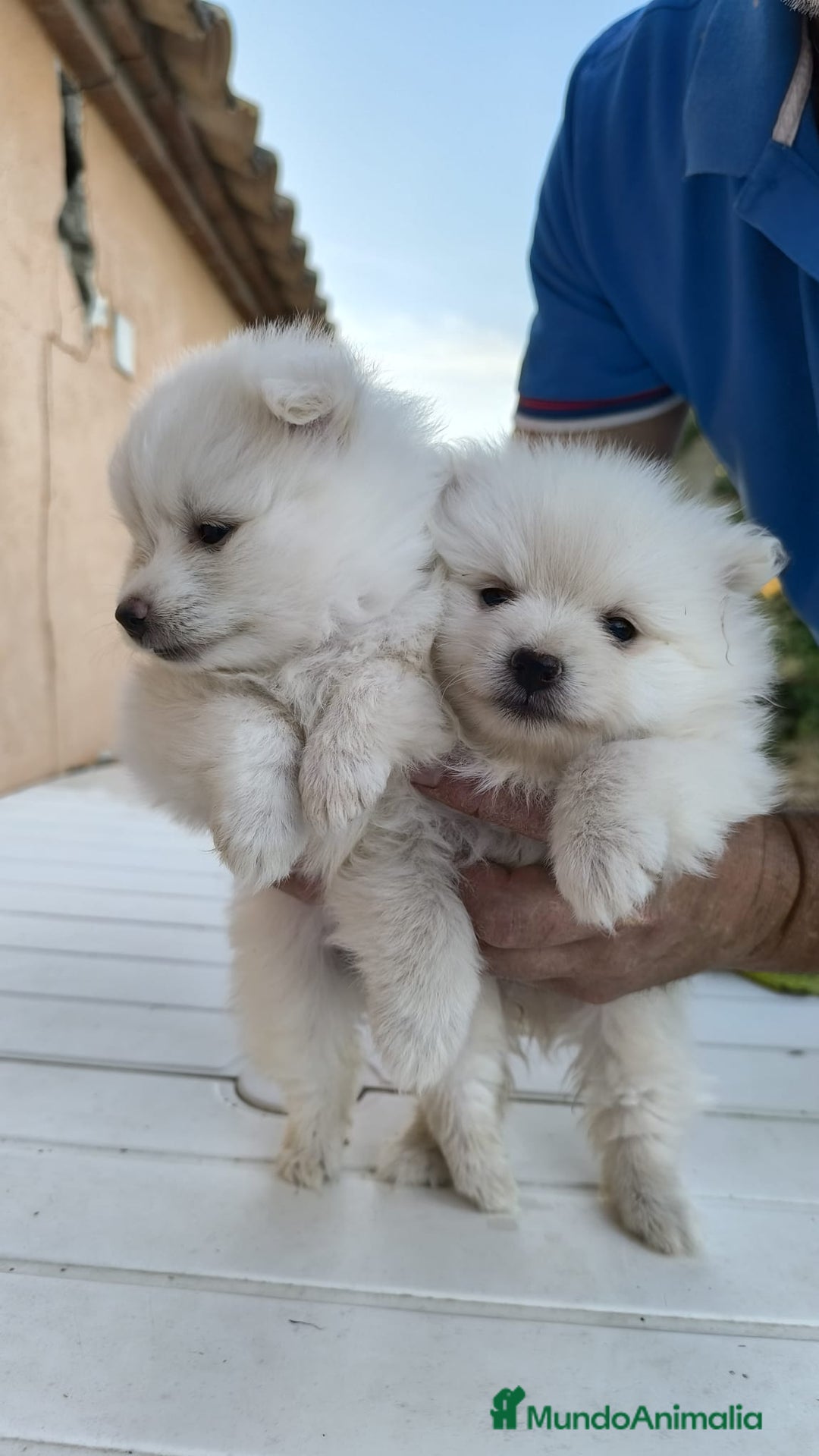 Pomerania perros en venta: Última pomerania !! - Imagen 2