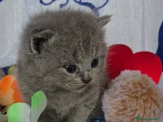 Británico de Pelo Corto Azul gatos Brithis Blue Disponibles bebes preciosos - Anuncio 4