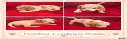 Beagle perros en venta: BEAGLES EXCLUSIVOS  - Anuncio 4