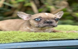 Bulldog Francés perros en venta: Bulldog francés machos - Imagen 1