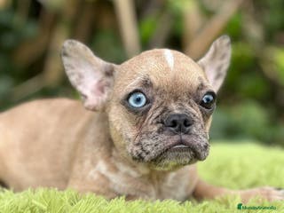 Bulldog Francés perros Bulldog francés machos - Anuncio 19