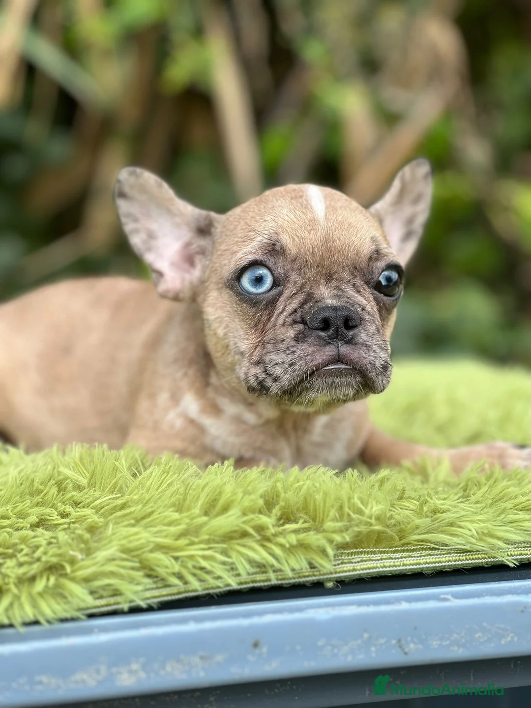 Bulldog Francés perros en venta: Bulldog francés machos - Anuncio 1