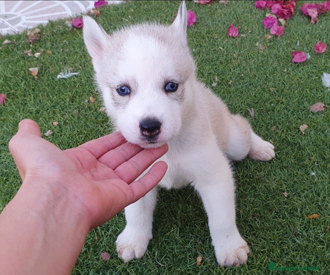 Husky Siberiano perros Huskys grises, negros y agouti  - Anuncio 2