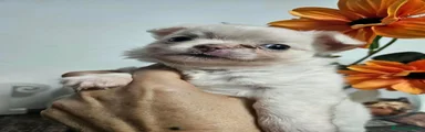 Chihuahua 1