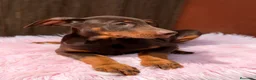 Dobermann perros en venta: Doberman chocolate americana  - Anuncio 5