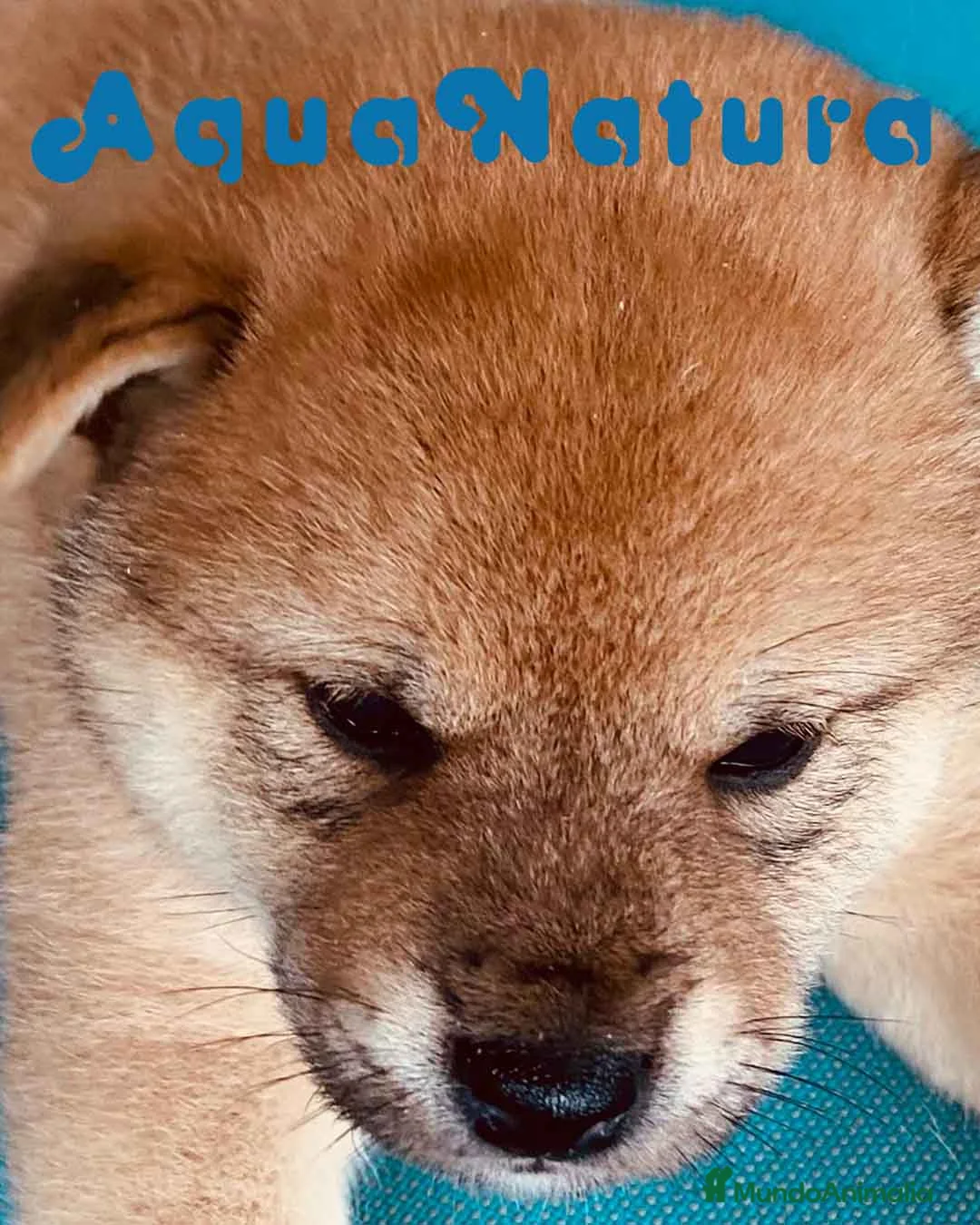 Shiba Inu perros en venta: Shiba Inu Hembra 3 de Magy - AQUANATURA en Barcelona - Anuncio 5